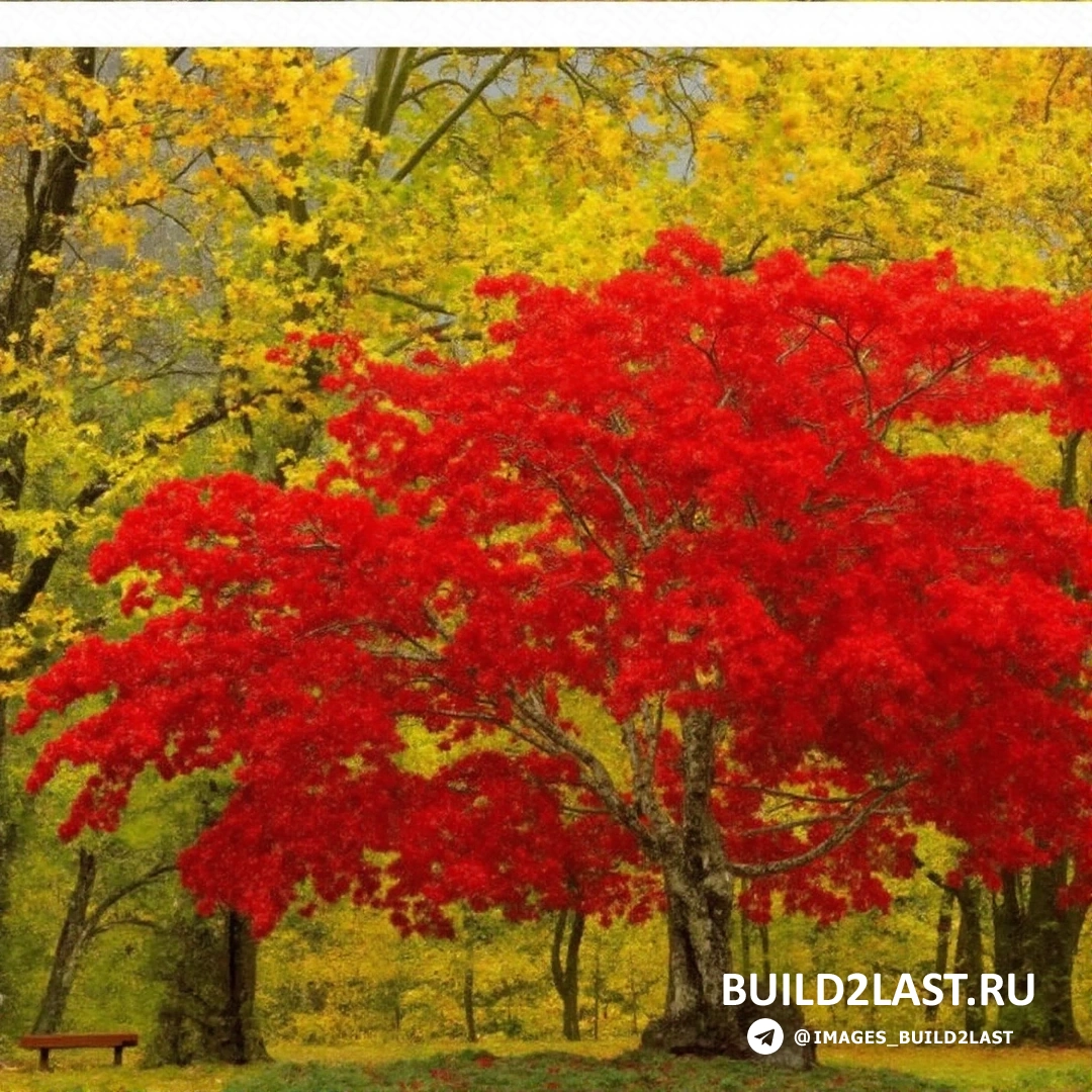 Осенний лес с деревьями, окрашенными в желтые и оранжевые цвета в октябре.